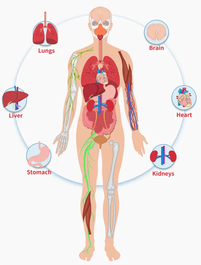 Stem Cells Distribution in Our Body